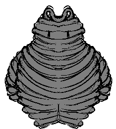 wire.png